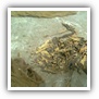 LEAF TOBACCO SHREDDED TOBACCO raw tobacco leaf dark air cured tobacco rustica tobacco FLUE CURED TOBACCO
